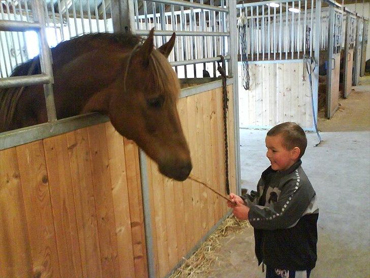 New Forest Vesterhedegårds Kir  billede 16