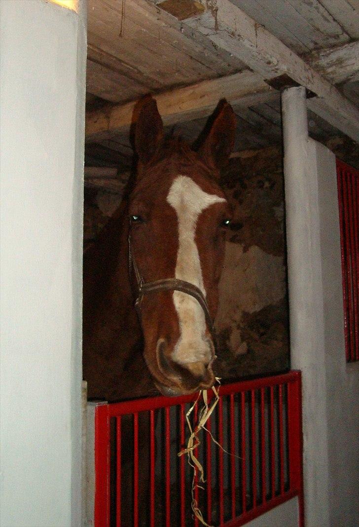 Svensk Varmblod Fröken shelli billede 17