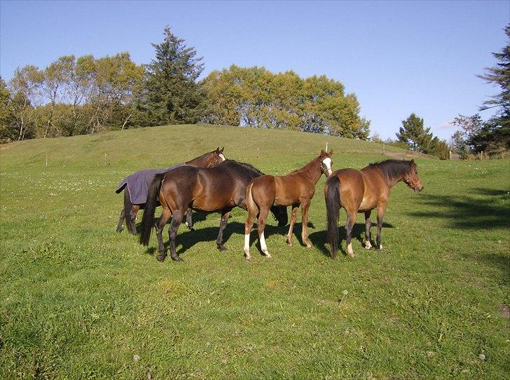 Dansk Varmblod trindbjerggårds lapazio billede 11