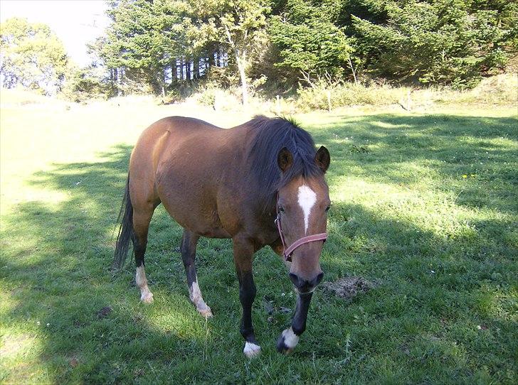 Anden særlig race lotte billede 14