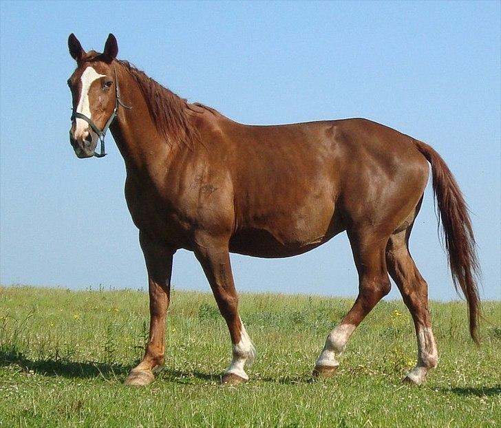 Svensk Varmblod Fröken shelli billede 18