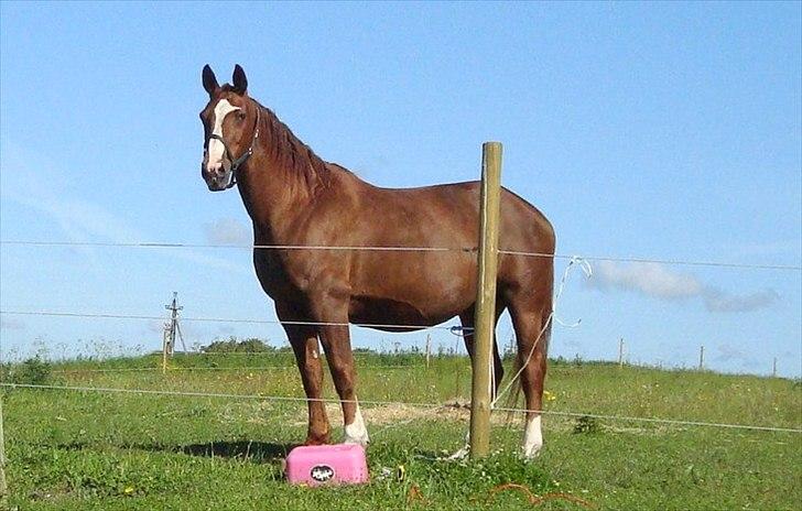 Svensk Varmblod Fröken shelli billede 19