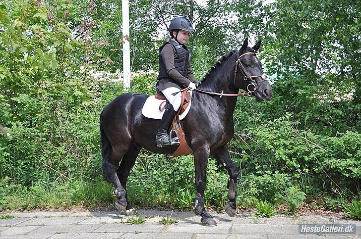 Anden særlig race Elvis - Foto: søster ( betinna) billede 18