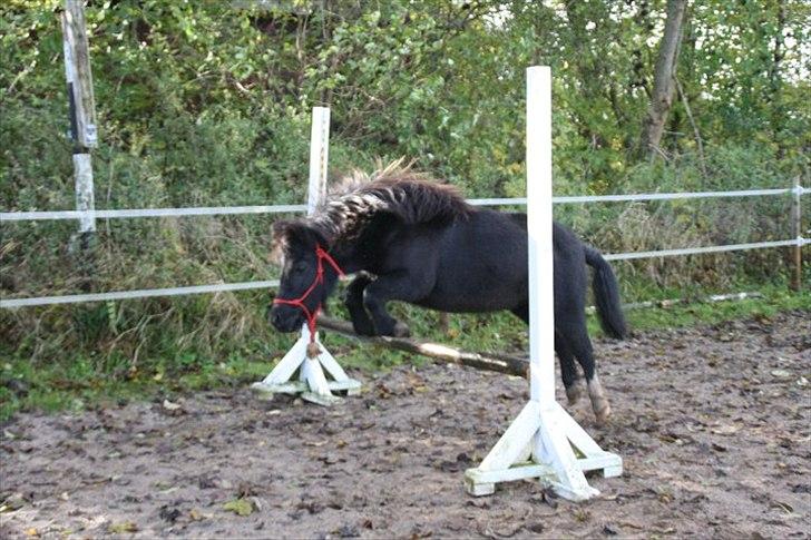 Shetlænder Camkar's Pixie - Oktober 2010 billede 9