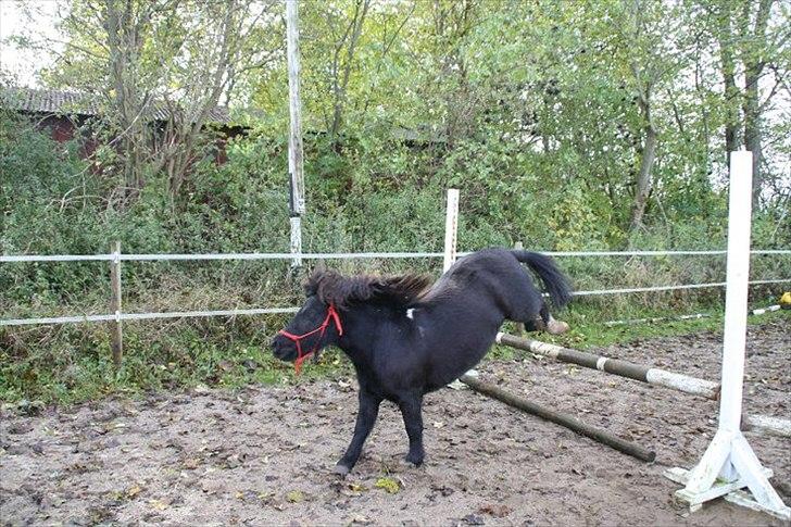 Shetlænder Camkar's Pixie - Oktober 2010 billede 11