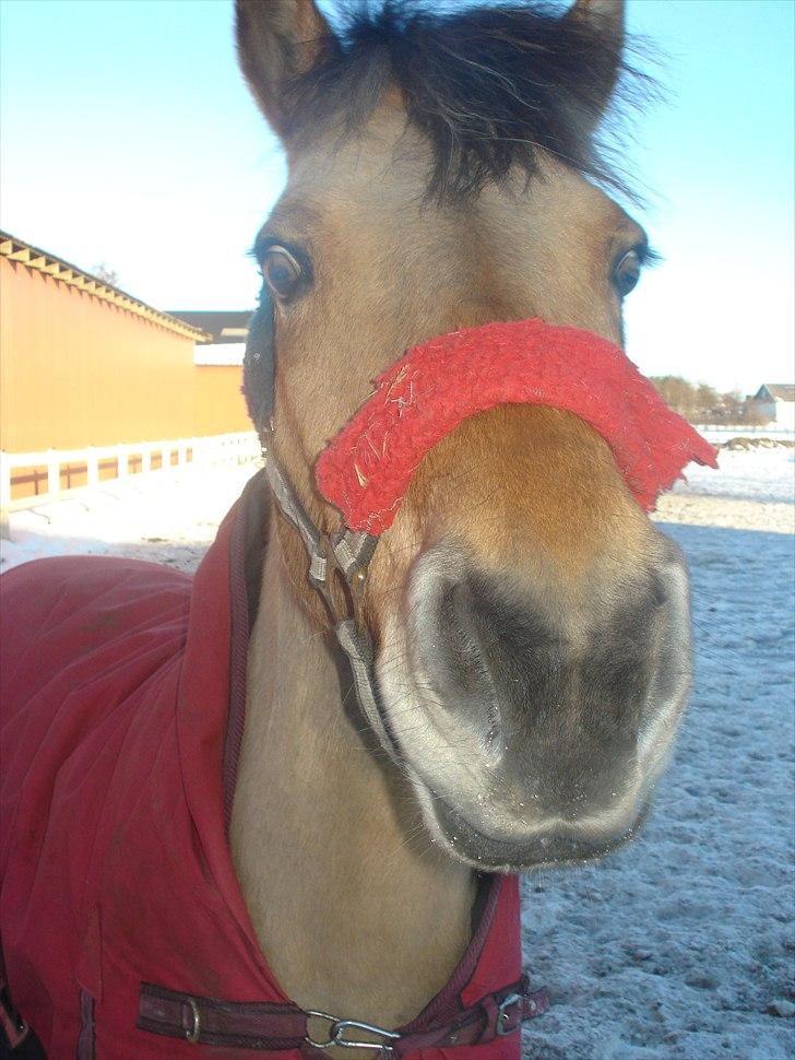 Anden særlig race Maude. <3 Solgt. :'( - hej mor, må jeg godt komme ind nu?? :-D billede 7