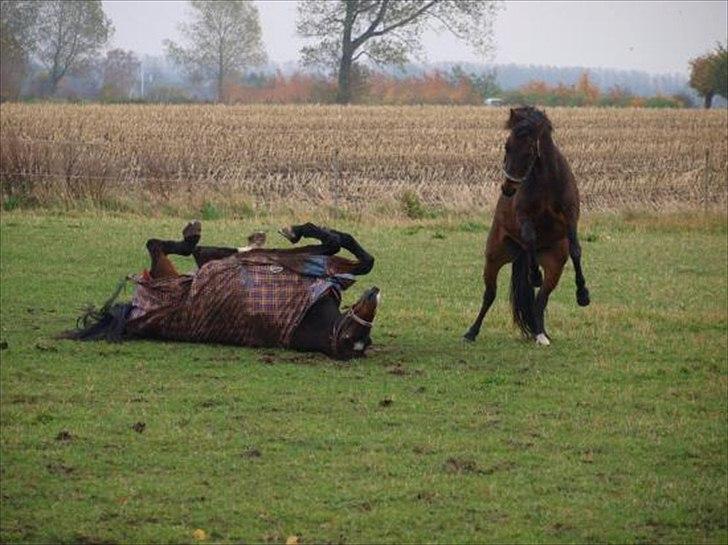 Oldenborg Uzo Horsmark - Mig og min ven Florissant hygger os :-) billede 5