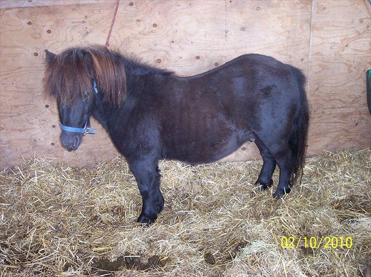 Shetlænder Esprit MS, SOLGT billede 9