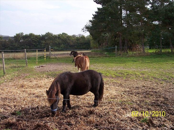 Shetlænder Esprit MS, SOLGT billede 10