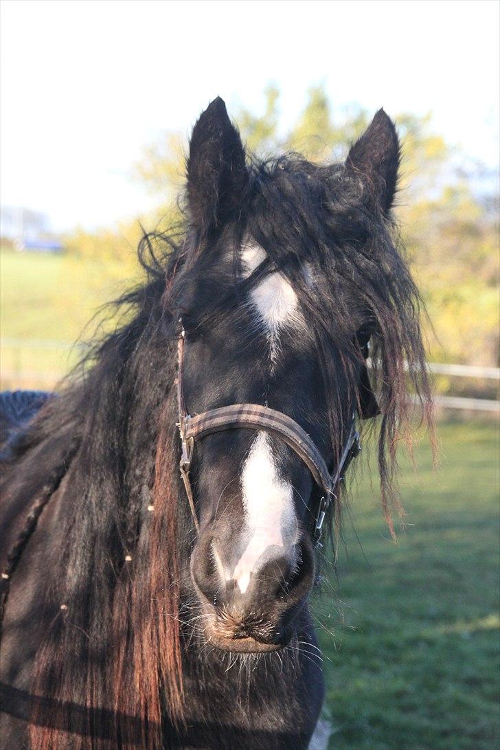 Irish Cob Lasair (Baby) - Velkommen til Lasair´s profil! billede 1