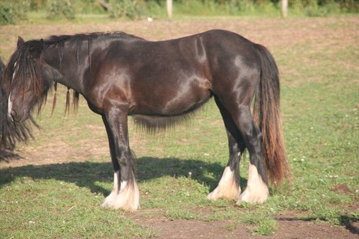 Irish Cob Lasair (Baby) - For nogle maneder siden :) billede 2