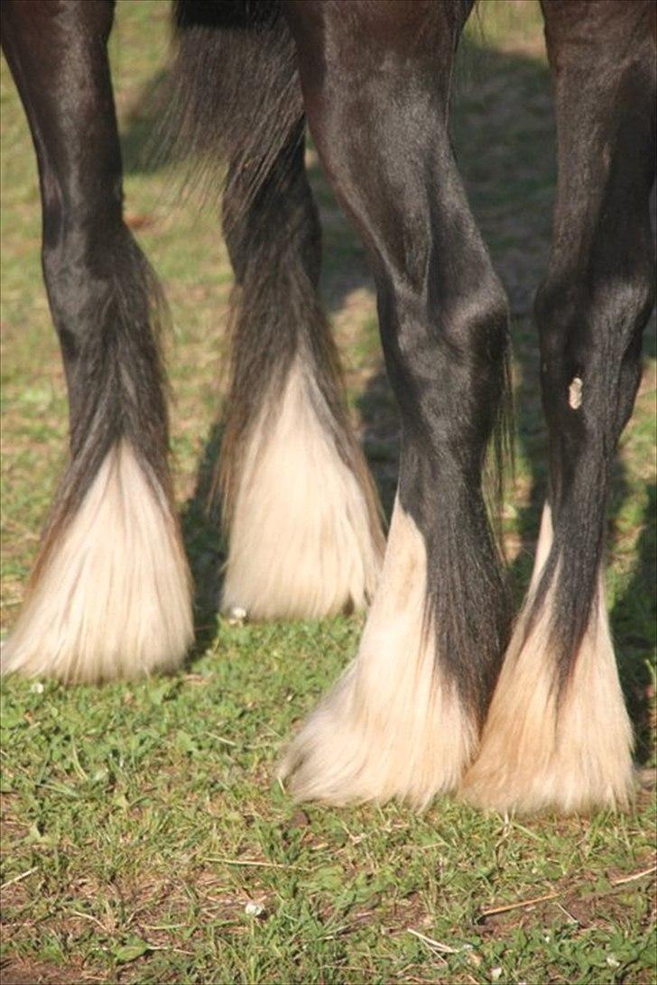 Irish Cob Lasair (Baby) - Hun har rigelig med hovskæg :D billede 3
