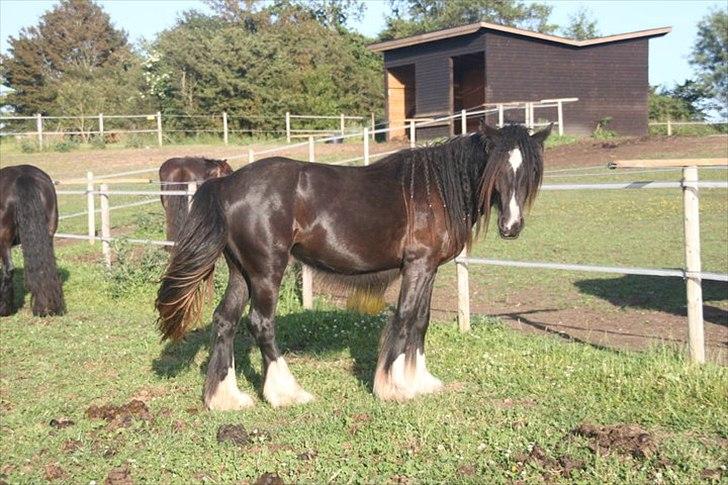 Irish Cob Lasair (Baby) - såå fin :] billede 4