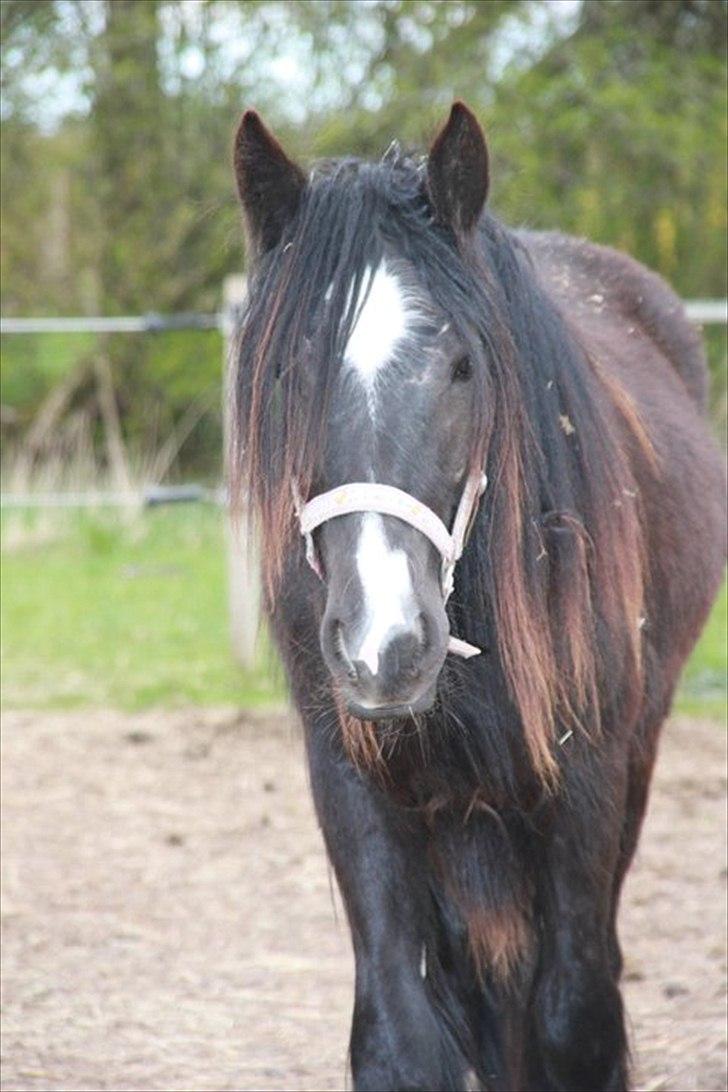 Irish Cob Lasair (Baby) - iloveyou!;* billede 5