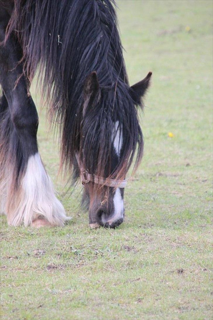 Irish Cob Lasair (Baby) - Hun er så dejlig! billede 6