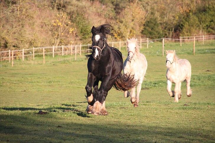 Irish Cob Lasair (Baby) - Mit syn, hvergang jeg kalder!! ;D billede 7