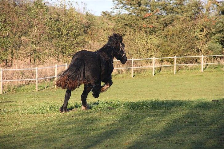 Irish Cob Lasair (Baby) - LØØØØØØØØØØB!!!!!!!!!!!!!!!!!!!!!!!!!!!!! billede 8