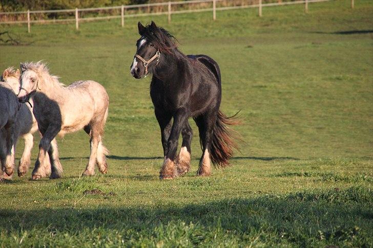 Irish Cob Lasair (Baby) - Jeg synes kraftedme hun er smuk! billede 9