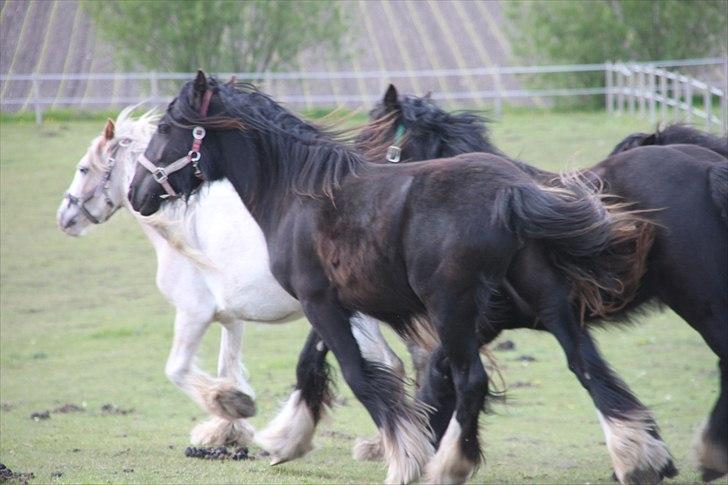 Irish Cob Lasair (Baby) - Gruppeløb :) billede 10