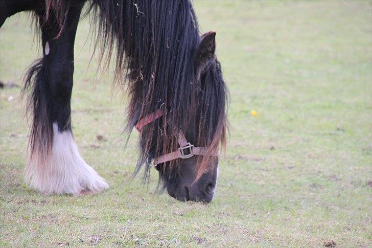 Irish Cob Lasair (Baby) - Græsse, græsse og græsse! billede 11