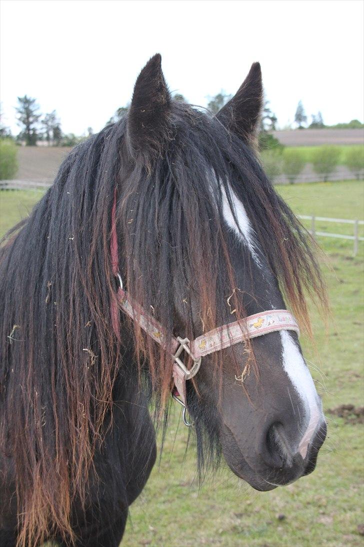 Irish Cob Lasair (Baby) - sååå smuk! billede 12