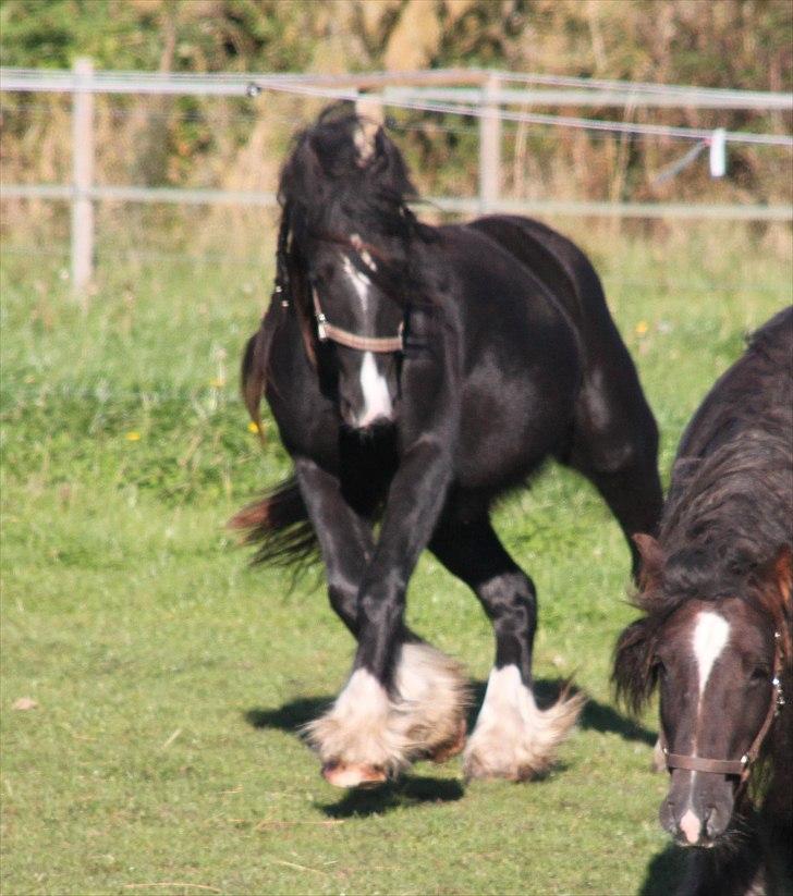 Irish Cob Lasair (Baby) - Hun ligner en hingst på det billed :) billede 13