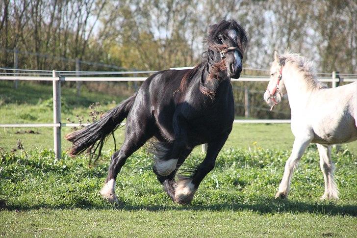 Irish Cob Lasair (Baby) - Baby som har fået løbe-flip! xD billede 14