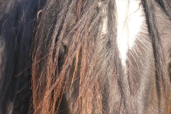 Irish Cob Lasair (Baby) - Et af mine y-billeder af hende (; billede 15