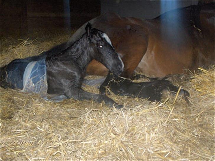 Irish Cob Lasair (Baby) - Som lille og nyfødt :D billede 16