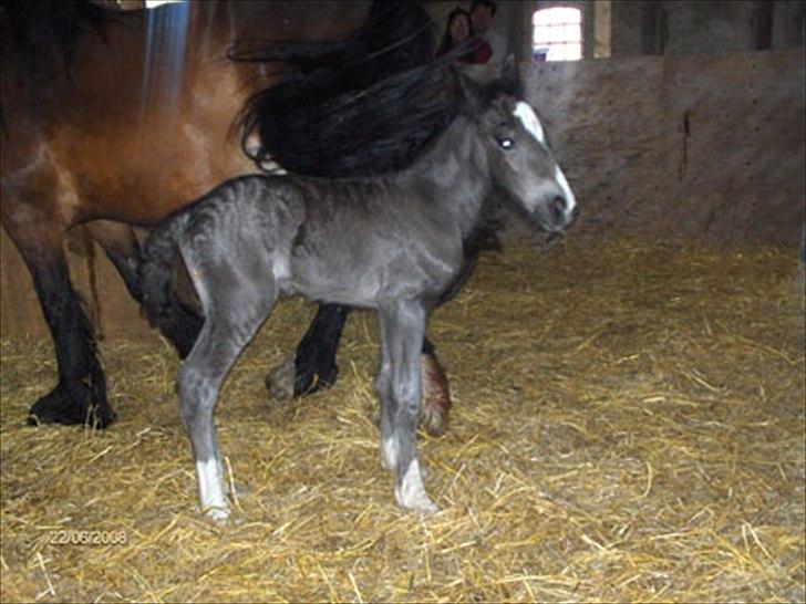 Irish Cob Lasair (Baby) - Hun er en rigtig ´Baby´ her xD billede 17