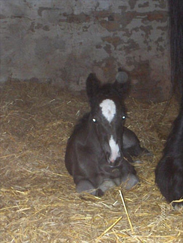 Irish Cob Lasair (Baby) - Følle-bølle!! billede 18