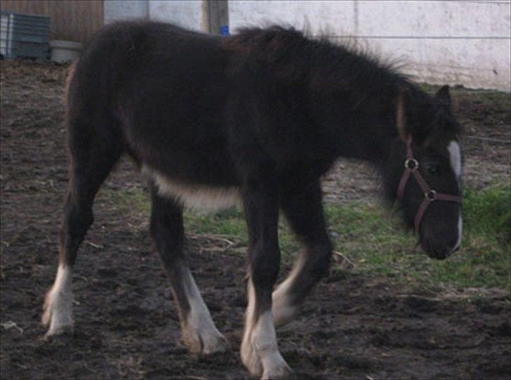 Irish Cob Lasair (Baby) - som ca. 4 mdr  billede 19