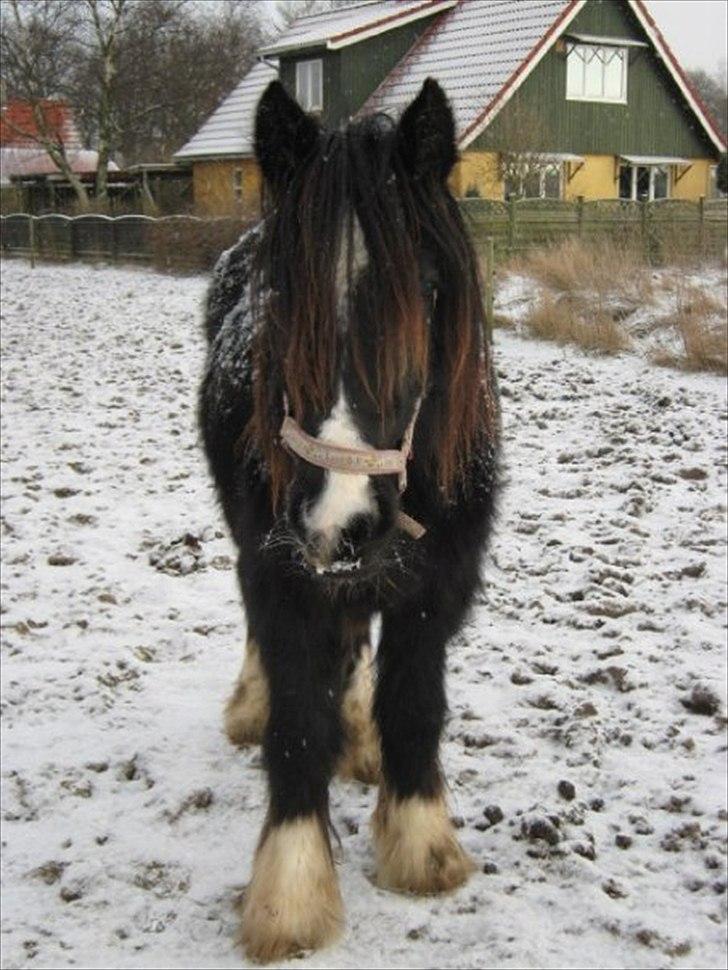 Irish Cob Lasair (Baby) - som 1 års :) billede 20