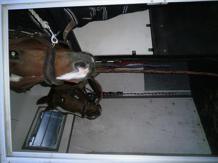 Anden særlig race Bulsara R.I.P - velkommen til bullers profil:) her er ham og lee til stævne billede 1