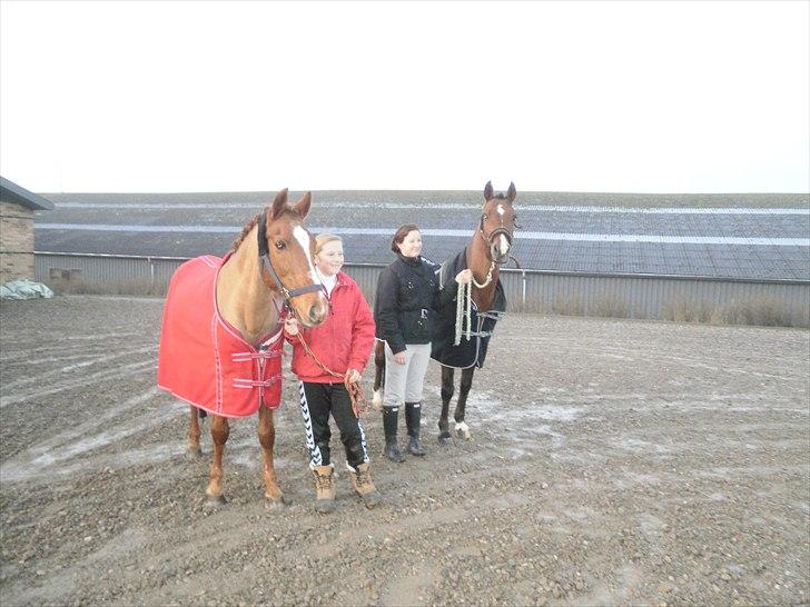 Anden særlig race Bulsara R.I.P - Buller og Lee til stævne i glamsbjerg billede 2