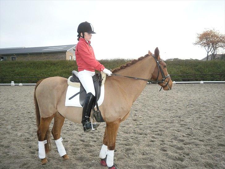 Anden særlig race Bulsara R.I.P - stævne:) billede 3