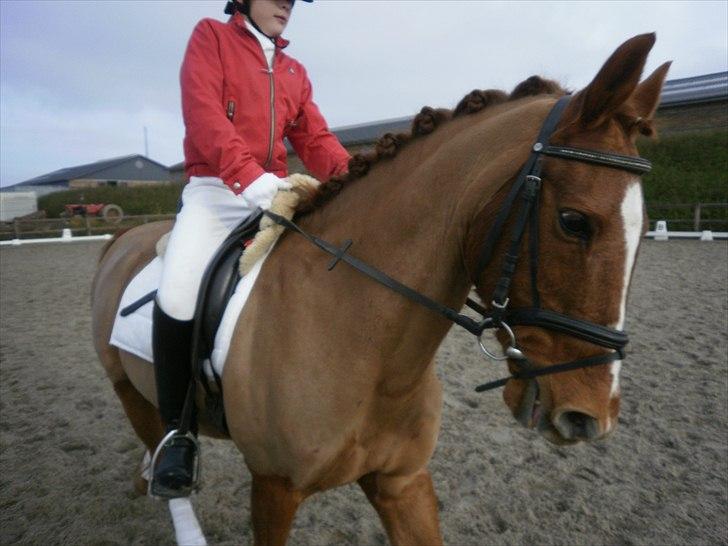 Anden særlig race Bulsara R.I.P - stævne:) billede 4