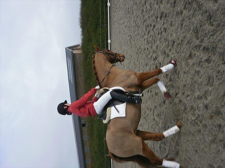 Anden særlig race Bulsara R.I.P - stævne:) billede 5