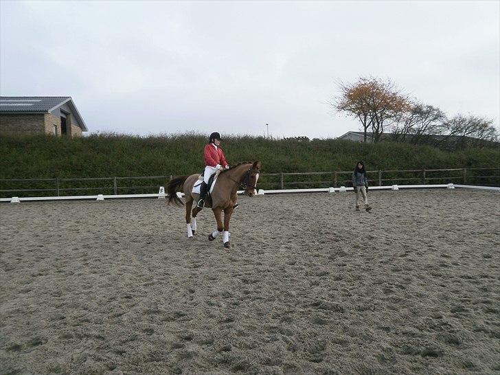 Anden særlig race Bulsara R.I.P - stævne:) billede 6