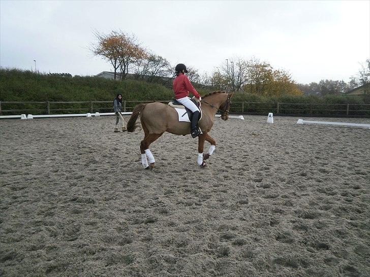 Anden særlig race Bulsara R.I.P - stævne :) billede 7