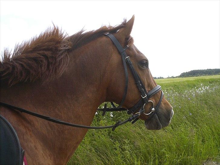Anden særlig race Bulsara R.I.P - på tur i det blå:) billede 8