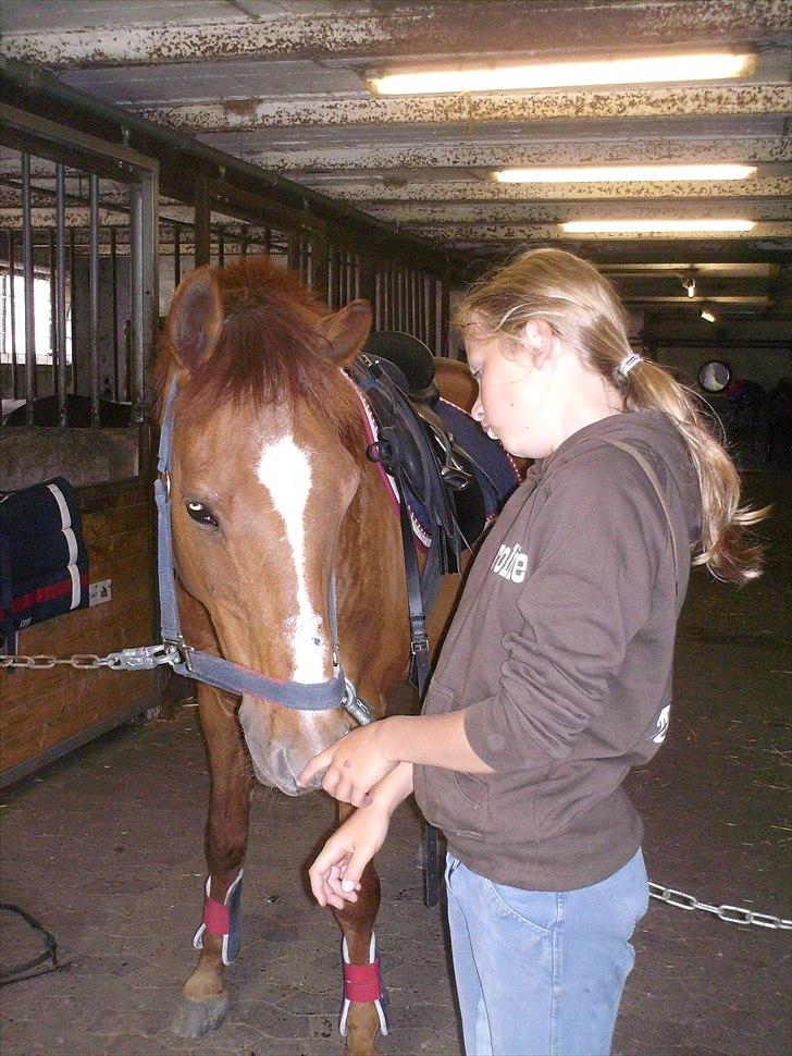 Anden særlig race Bulsara R.I.P - hjemme i stalden:) billede 9