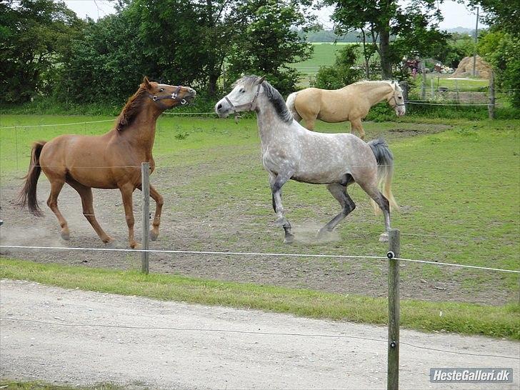 Anden særlig race Bulsara R.I.P - Buller og Svante leger:) billede 10