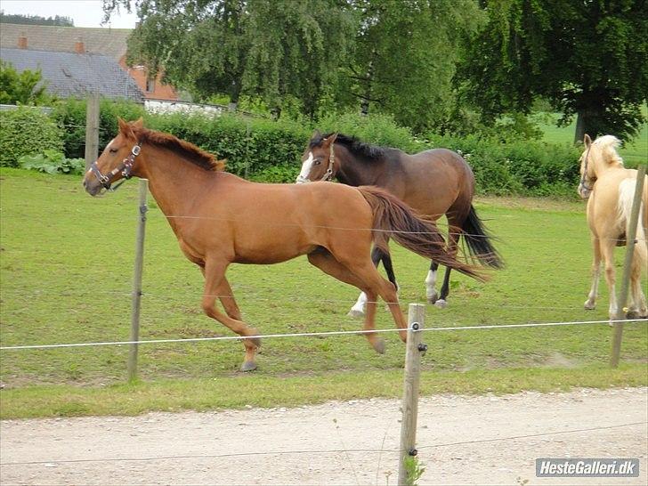 Anden særlig race Bulsara R.I.P - vilde buller!:) billede 11