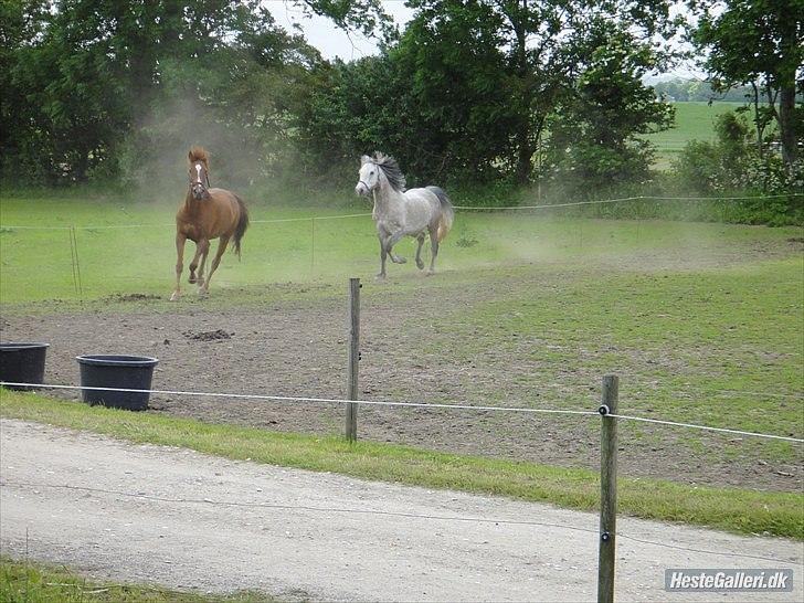 Anden særlig race Bulsara R.I.P - vilde buller!:) billede 12
