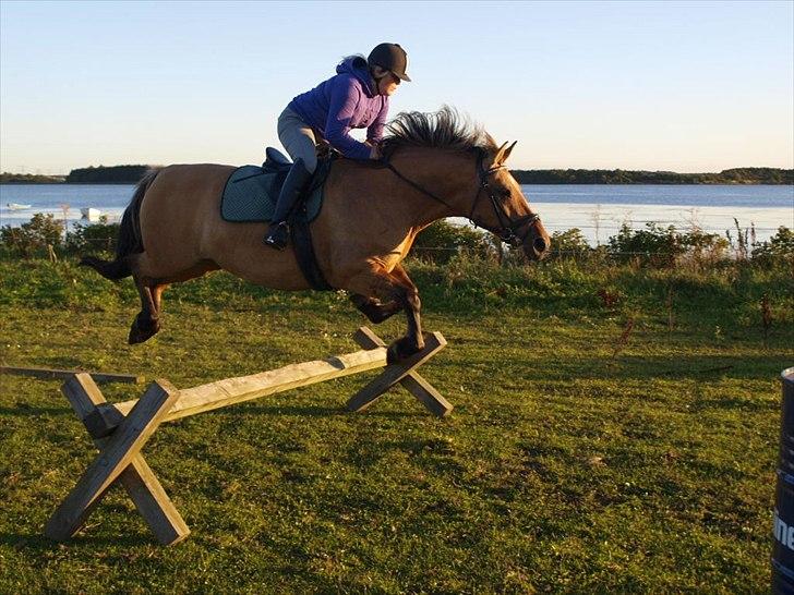 Anden særlig race Engholm's Sandy** SOLGT! billede 19