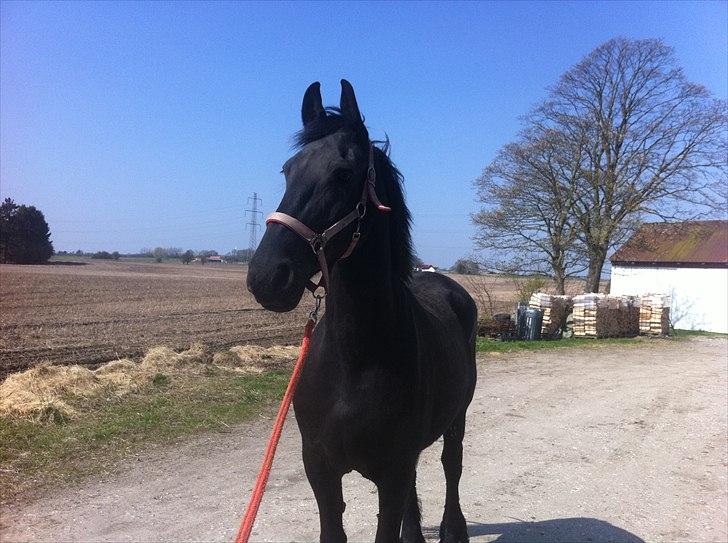 Frieser Eenskje - April billede 8