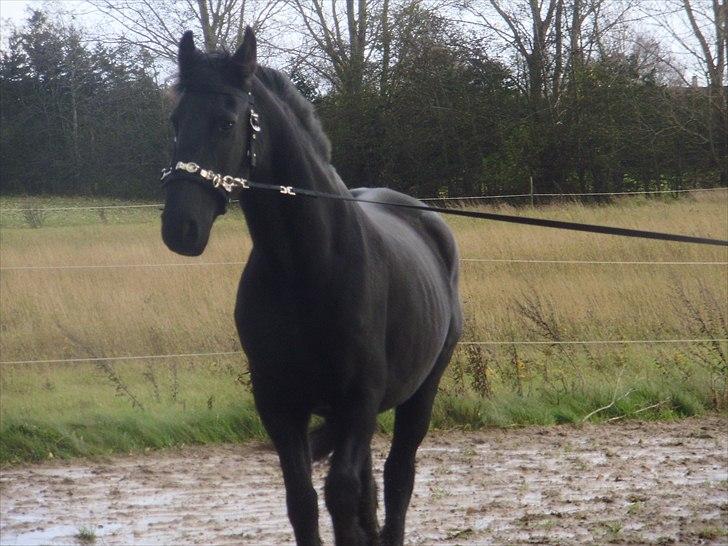 Frieser Eenskje - en uge efter jeg fik hende hjem..  billede 11