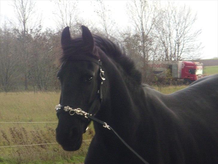 Frieser Eenskje - en uge efter jeg fik hende hjem billede 13