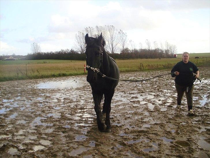 Frieser Eenskje - en uge efter jeg fik hende hjem
 billede 14